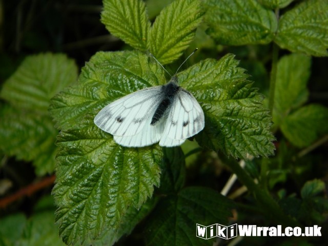 Attached picture butterfly park 002 (Copy).JPG